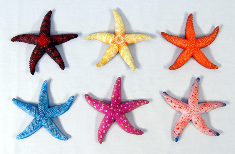 Magnet-animal-star Fish-sea Star