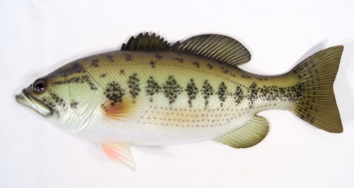 Wall Hanger-fish-bass,Game Fish